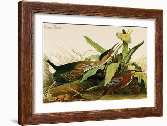 Green Heron-John James Audubon-Framed Art Print