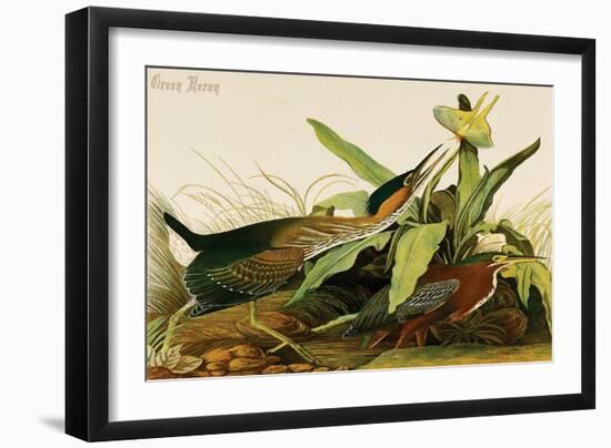 Green Heron-John James Audubon-Framed Art Print