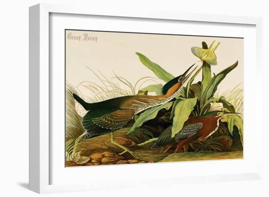 Green Heron-John James Audubon-Framed Art Print