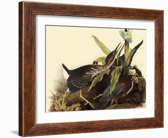 Green Herons-John James Audubon-Framed Giclee Print