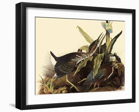 Green Herons-John James Audubon-Framed Giclee Print