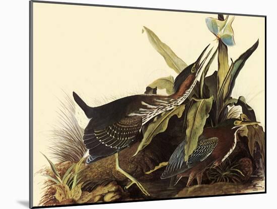 Green Herons-John James Audubon-Mounted Giclee Print