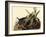 Green Herons-John James Audubon-Framed Giclee Print