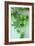 Green Hops-Den Reader-Framed Photographic Print