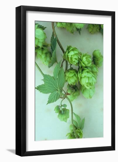 Green Hops-Den Reader-Framed Photographic Print