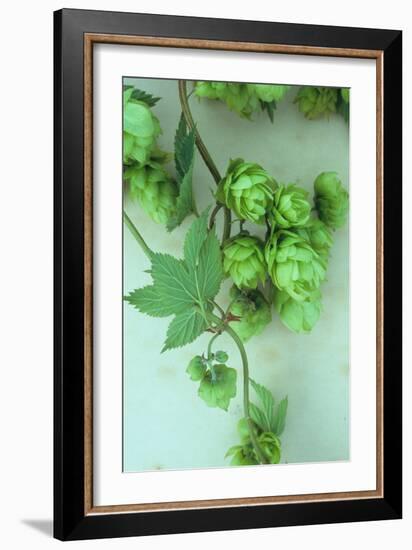 Green Hops-Den Reader-Framed Photographic Print