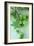 Green Hops-Den Reader-Framed Photographic Print