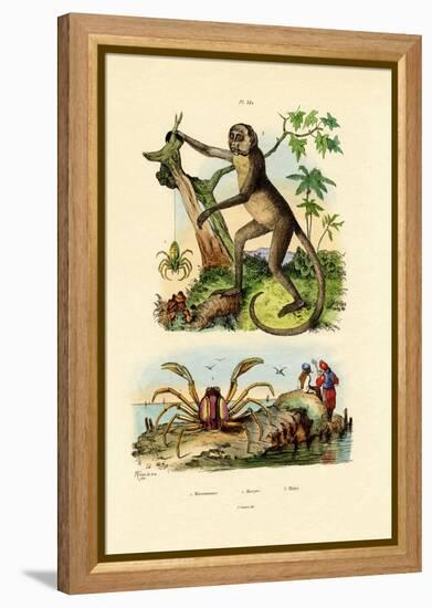 Green Huntsman Spider, 1833-39-null-Framed Premier Image Canvas