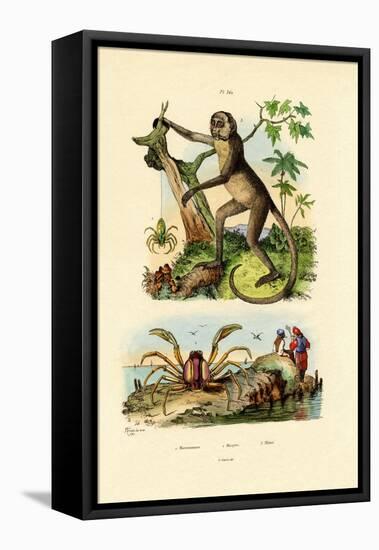 Green Huntsman Spider, 1833-39-null-Framed Premier Image Canvas