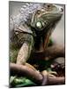 Green Iguana at Exotic Animal Exhibition, Sofia, Bulgaria-Petar Petrov-Mounted Photographic Print