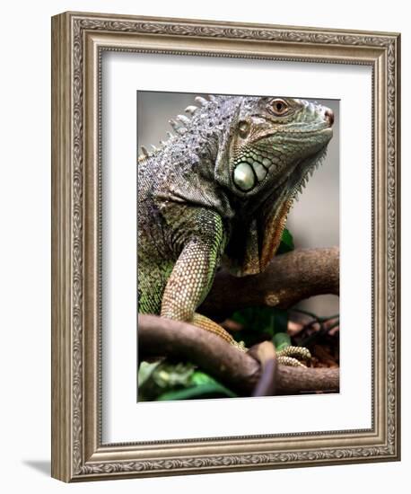 Green Iguana at Exotic Animal Exhibition, Sofia, Bulgaria-Petar Petrov-Framed Photographic Print