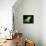 Green Iguana, Borro Colorado Island, Panama-Christian Ziegler-Framed Premier Image Canvas displayed on a wall