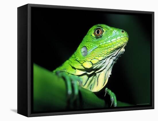 Green Iguana, Borro Colorado Island, Panama-Christian Ziegler-Framed Premier Image Canvas