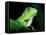 Green Iguana, Borro Colorado Island, Panama-Christian Ziegler-Framed Premier Image Canvas