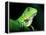 Green Iguana, Borro Colorado Island, Panama-Christian Ziegler-Framed Premier Image Canvas