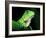 Green Iguana, Borro Colorado Island, Panama-Christian Ziegler-Framed Photographic Print