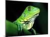 Green Iguana, Borro Colorado Island, Panama-Christian Ziegler-Mounted Photographic Print