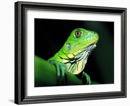 Green Iguana, Borro Colorado Island, Panama-Christian Ziegler-Framed Photographic Print