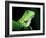 Green Iguana, Borro Colorado Island, Panama-Christian Ziegler-Framed Photographic Print