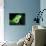 Green Iguana, Borro Colorado Island, Panama-Christian Ziegler-Photographic Print displayed on a wall