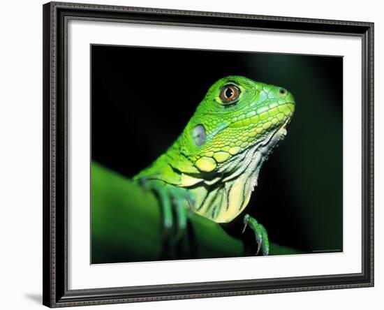 Green Iguana, Borro Colorado Island, Panama-Christian Ziegler-Framed Photographic Print