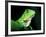 Green Iguana, Borro Colorado Island, Panama-Christian Ziegler-Framed Photographic Print