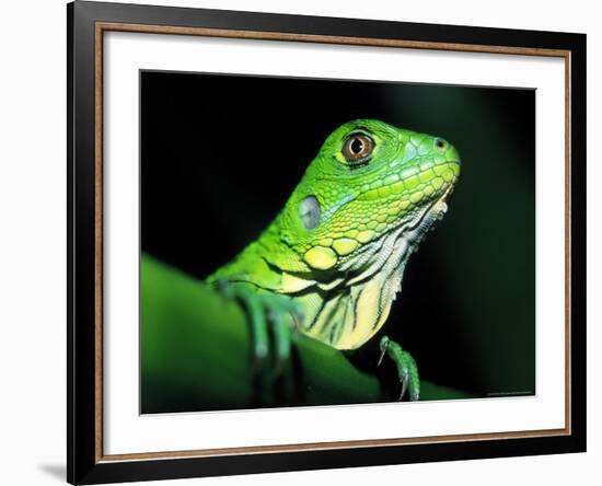 Green Iguana, Borro Colorado Island, Panama-Christian Ziegler-Framed Photographic Print