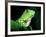 Green Iguana, Borro Colorado Island, Panama-Christian Ziegler-Framed Photographic Print