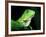 Green Iguana, Borro Colorado Island, Panama-Christian Ziegler-Framed Photographic Print