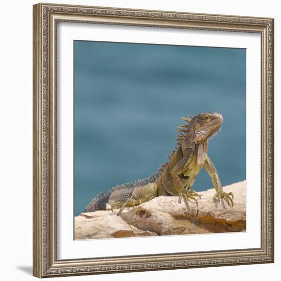 Green iguana, Cabo Rojo cliffs, Cabo Rojo National Wildlife Refuge, Puerto Rico-Maresa Pryor-Framed Photographic Print