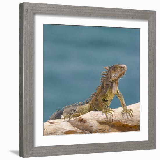 Green iguana, Cabo Rojo cliffs, Cabo Rojo National Wildlife Refuge, Puerto Rico-Maresa Pryor-Framed Photographic Print