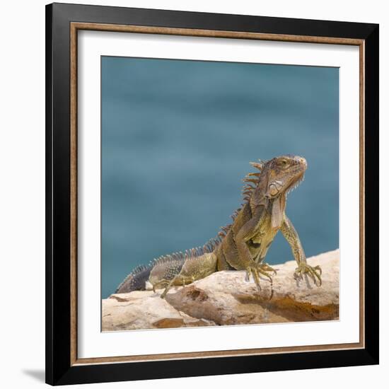 Green iguana, Cabo Rojo cliffs, Cabo Rojo National Wildlife Refuge, Puerto Rico-Maresa Pryor-Framed Photographic Print