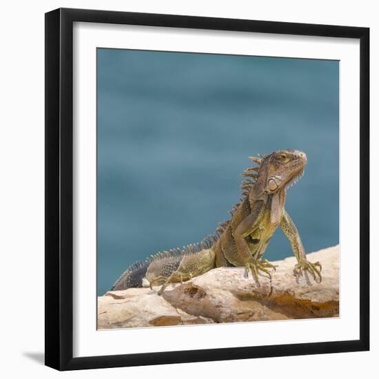 Green iguana, Cabo Rojo cliffs, Cabo Rojo National Wildlife Refuge, Puerto Rico-Maresa Pryor-Framed Photographic Print