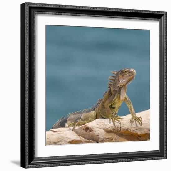 Green iguana, Cabo Rojo cliffs, Cabo Rojo National Wildlife Refuge, Puerto Rico-Maresa Pryor-Framed Photographic Print