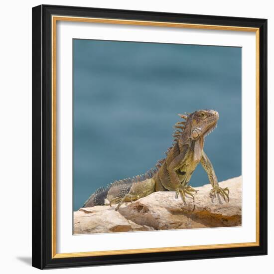 Green iguana, Cabo Rojo cliffs, Cabo Rojo National Wildlife Refuge, Puerto Rico-Maresa Pryor-Framed Photographic Print