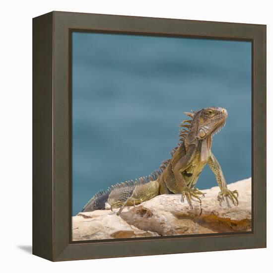 Green iguana, Cabo Rojo cliffs, Cabo Rojo National Wildlife Refuge, Puerto Rico-Maresa Pryor-Framed Premier Image Canvas