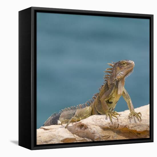 Green iguana, Cabo Rojo cliffs, Cabo Rojo National Wildlife Refuge, Puerto Rico-Maresa Pryor-Framed Premier Image Canvas