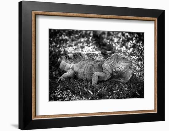 Green Iguana - Florida-Philippe Hugonnard-Framed Photographic Print