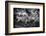 Green Iguana - Florida-Philippe Hugonnard-Framed Photographic Print