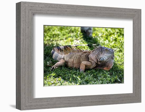 Green Iguana - Florida-Philippe Hugonnard-Framed Photographic Print