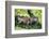 Green Iguana - Florida-Philippe Hugonnard-Framed Photographic Print