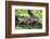 Green Iguana - Florida-Philippe Hugonnard-Framed Photographic Print