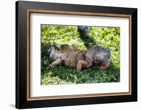 Green Iguana - Florida-Philippe Hugonnard-Framed Photographic Print