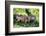 Green Iguana - Florida-Philippe Hugonnard-Framed Photographic Print