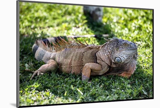 Green Iguana - Florida-Philippe Hugonnard-Mounted Photographic Print