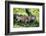 Green Iguana - Florida-Philippe Hugonnard-Framed Photographic Print