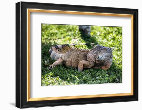 Green Iguana - Florida-Philippe Hugonnard-Framed Photographic Print