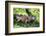 Green Iguana - Florida-Philippe Hugonnard-Framed Photographic Print