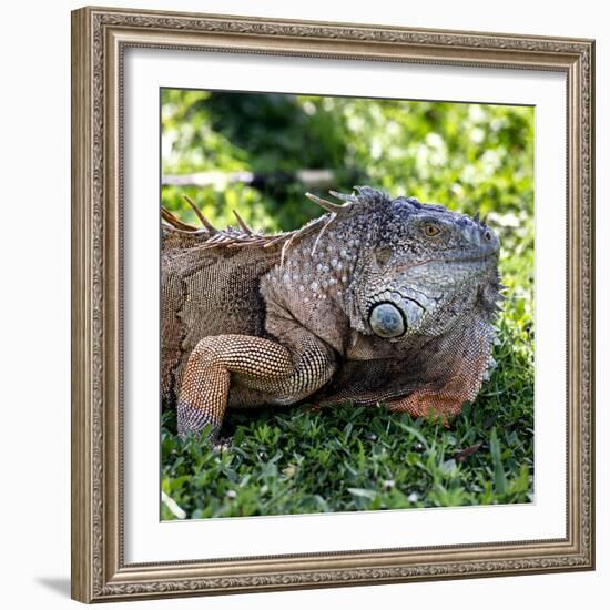 Green Iguana - Florida-Philippe Hugonnard-Framed Photographic Print