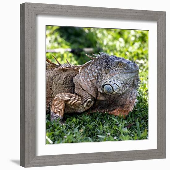 Green Iguana - Florida-Philippe Hugonnard-Framed Photographic Print